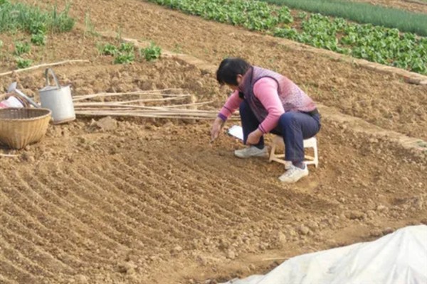 薰衣草的生长习性，成年植株既耐低温又耐高温