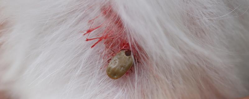 狗狗身上为什么会有蜱虫，经过草木茂盛的地方时会吸附虫体