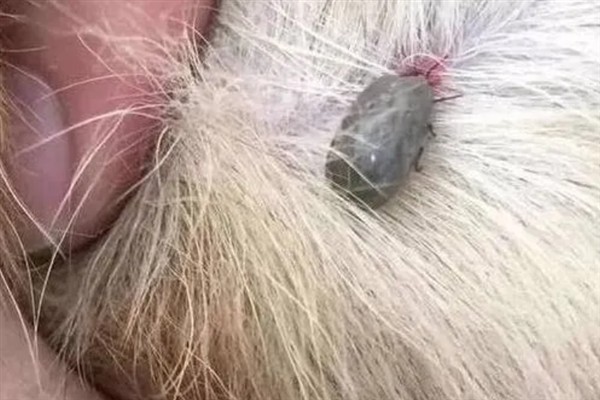 狗狗身上为什么会有蜱虫，经过草木茂盛的地方时会吸附虫体
