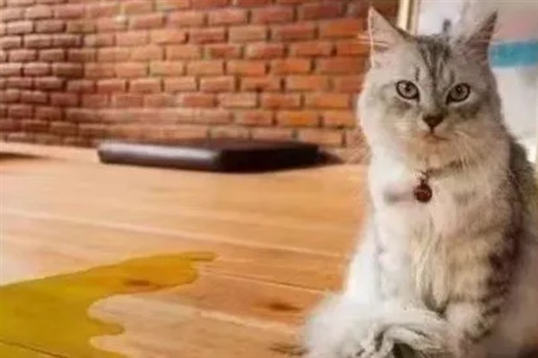 公猫一到晚上就不断哀嚎的原因，可能是发情所致