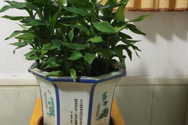 富贵竹的根须太多如何解决，修剪后只保留健壮完好的根系