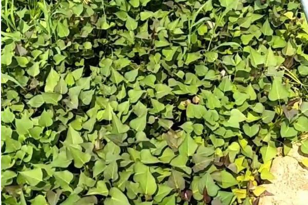 西瓜红红薯的生长条件，适宜生长温度为22-30℃左右
