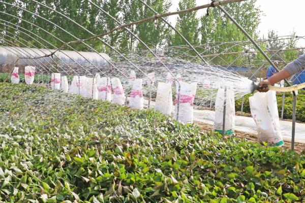 西瓜红红薯的生长条件，适宜生长温度为22-30℃左右