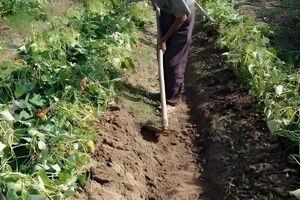 西瓜红红薯的生长条件，适宜生长温度为22-30℃左右