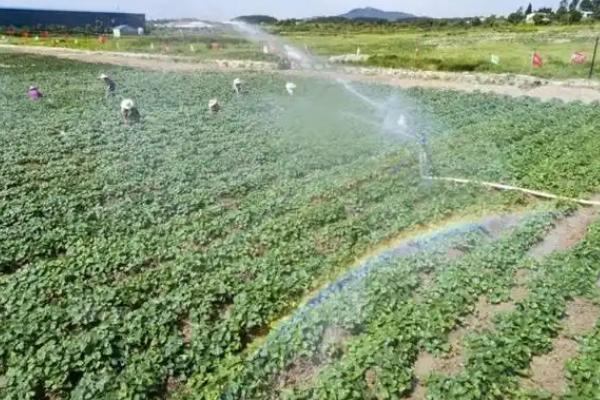 西瓜红红薯的生长条件，适宜生长温度为22-30℃左右