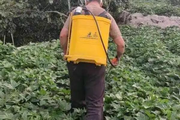 西瓜红红薯的生长条件，适宜生长温度为22-30℃左右