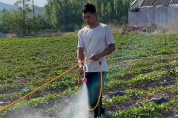 西瓜红红薯的生长条件，适宜生长温度为22-30℃左右
