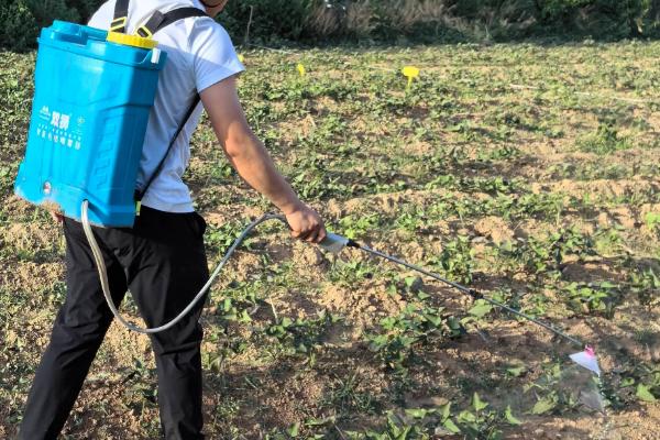 西瓜红红薯的生长条件，适宜生长温度为22-30℃左右