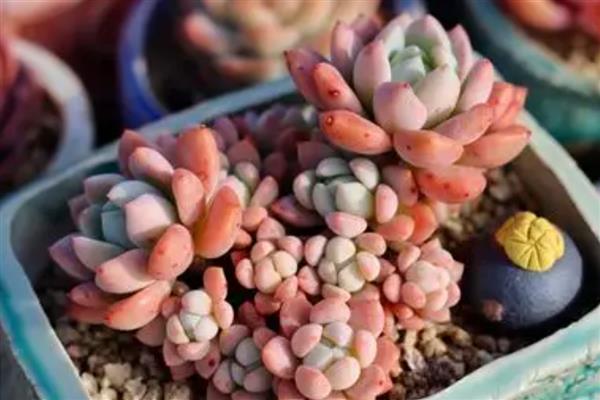 晚上只有2度要不要把多肉转移到室内，搬到房屋中可以避免植株被冻伤