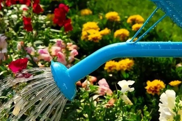 怎么养蓝玫瑰，通常每隔1-2天浇1次水