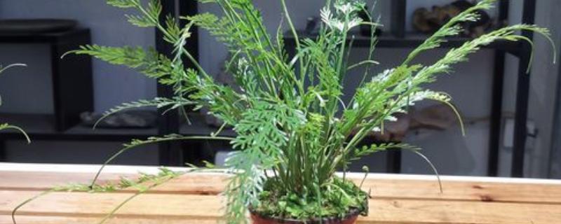 哪些室内植物完全喜阴，常见铁角蕨、文竹、虎皮兰等品种
