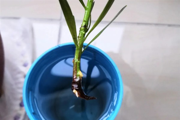 怎么养殖罗汉松，生长期间要提供充足的光照