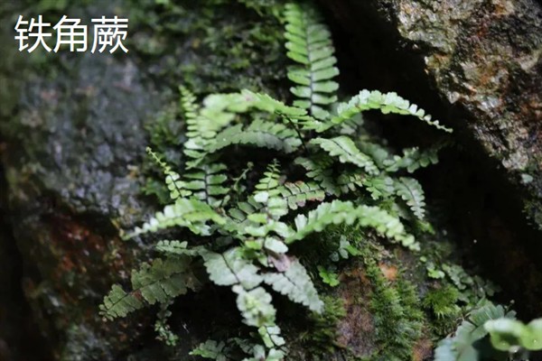 哪些室内植物完全喜阴，常见铁角蕨、文竹、虎皮兰等品种
