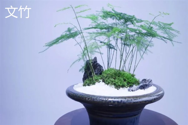 哪些室内植物完全喜阴，常见铁角蕨、文竹、虎皮兰等品种