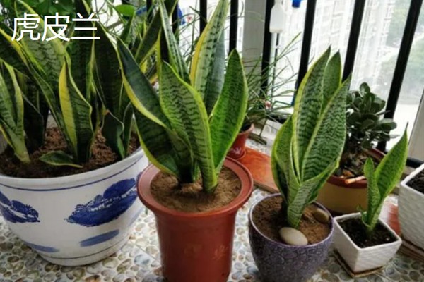 哪些室内植物完全喜阴，常见铁角蕨、文竹、虎皮兰等品种
