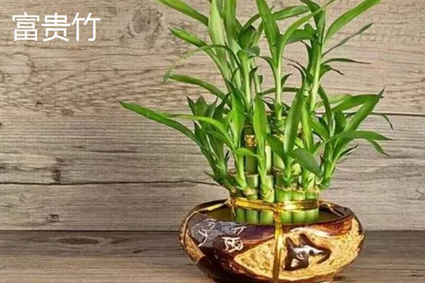哪些室内植物完全喜阴，常见铁角蕨、文竹、虎皮兰等品种