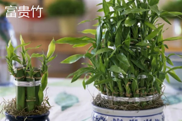 哪些室内植物完全喜阴，常见铁角蕨、文竹、虎皮兰等品种