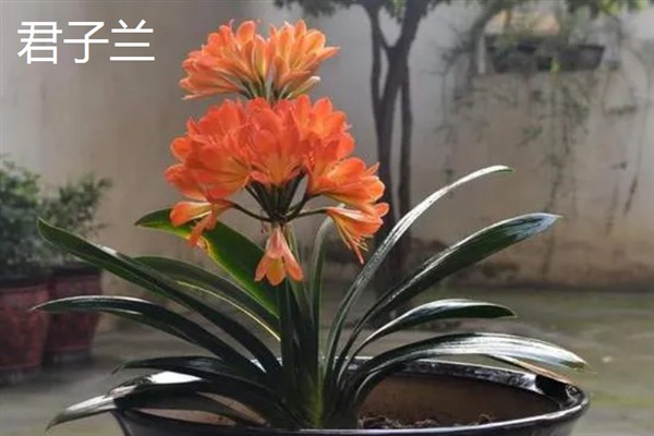 哪些室内植物完全喜阴，常见铁角蕨、文竹、虎皮兰等品种