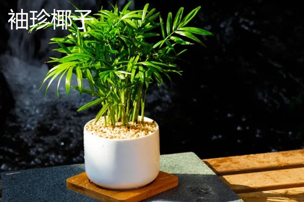 哪些室内植物完全喜阴，常见铁角蕨、文竹、虎皮兰等品种