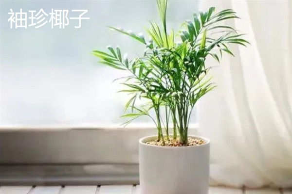 哪些室内植物完全喜阴，常见铁角蕨、文竹、虎皮兰等品种