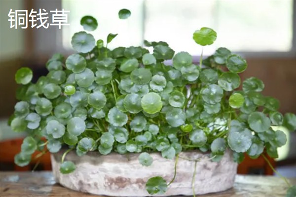哪些室内植物完全喜阴，常见铁角蕨、文竹、虎皮兰等品种