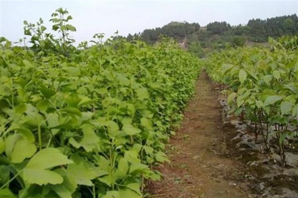 银杏长在哪里，南北地区均有种植