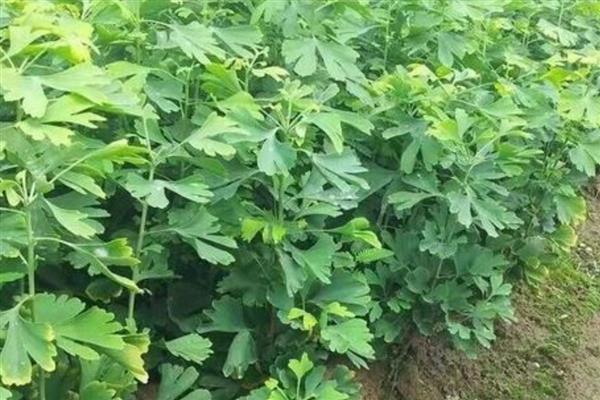 银杏长在哪里，南北地区均有种植