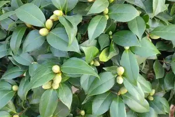 茶花为什么开一半就不开了，可能是养分不足或花蕾较多所致
