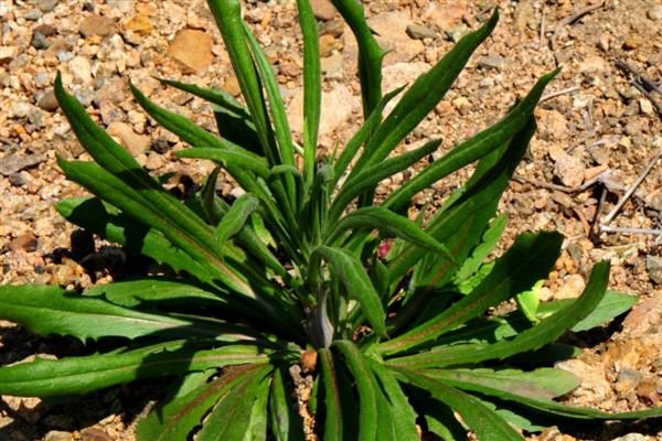 哪种植物的毛球比蒲公英大，常见狗尾草、苦卖菜等品种