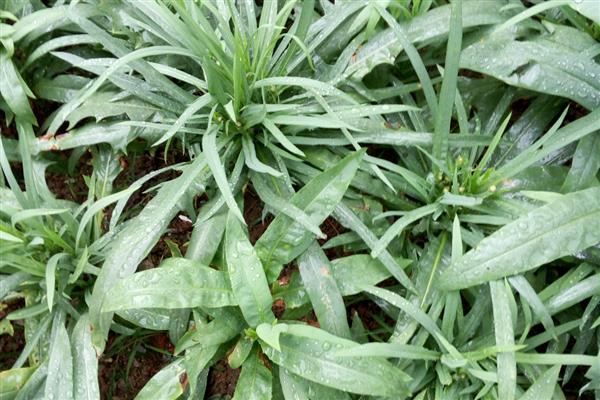 哪种植物的毛球比蒲公英大，常见狗尾草、苦卖菜等品种