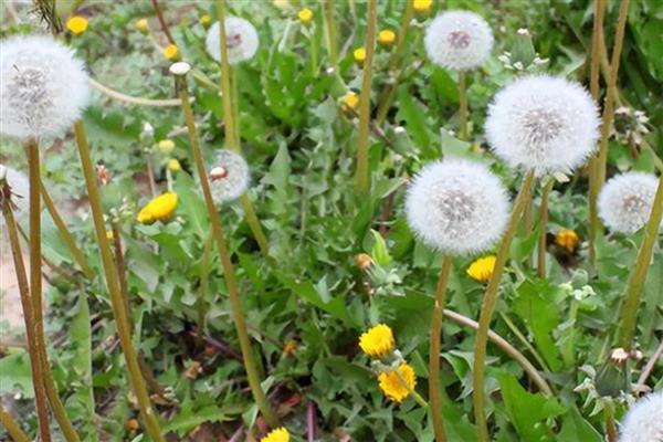 哪种植物的毛球比蒲公英大，常见狗尾草、苦卖菜等品种