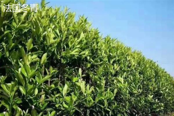 冬青的简介，高度通常是2-25米