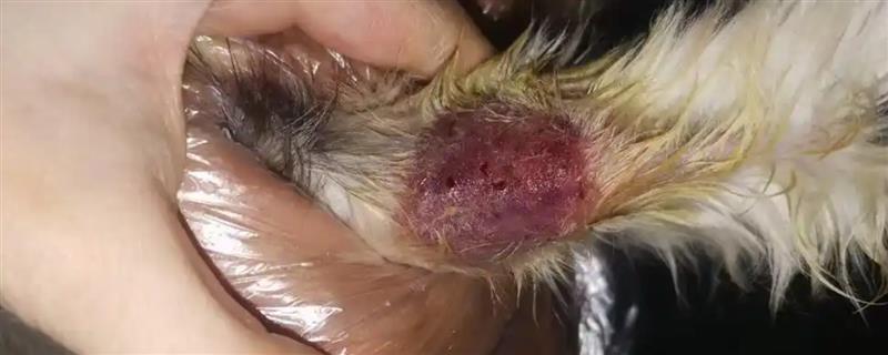 犬蜂窝织炎的发生原因，局部皮肤、皮下组织挫伤后感染细菌所引起