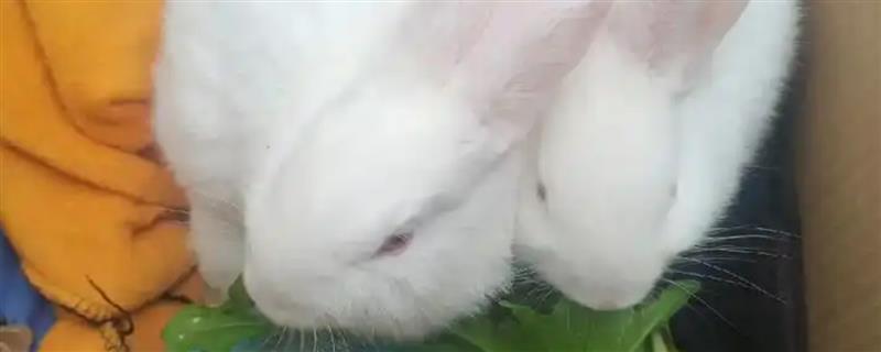 冬季给兔子保暖的方法，增喂能量饲料可增加兔子的热量