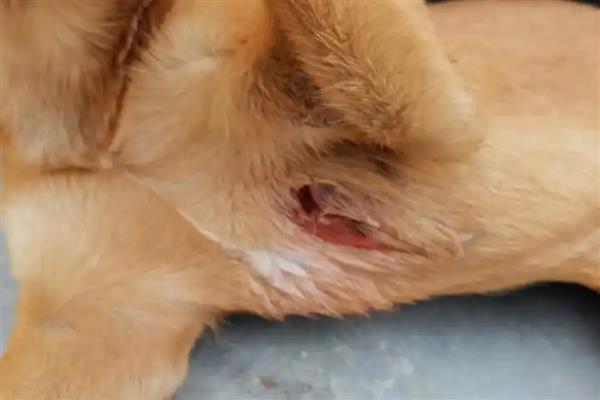 犬蜂窝织炎的发生原因，局部皮肤、皮下组织挫伤后感染细菌所引起