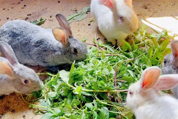 冬季给兔子保暖的方法，增喂能量饲料可增加兔子的热量