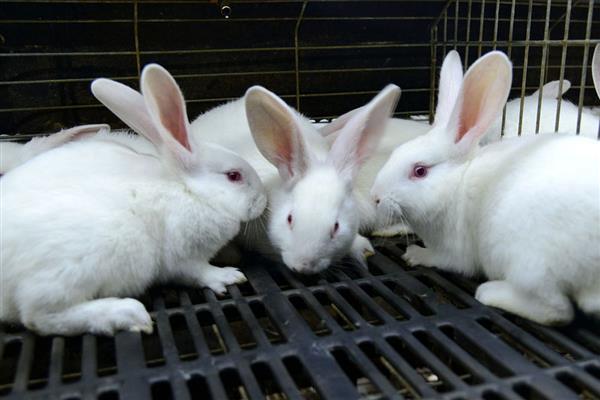 冬季给兔子保暖的方法，增喂能量饲料可增加兔子的热量