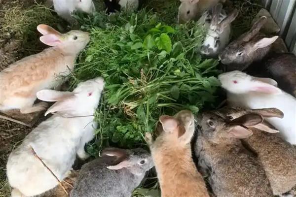 冬季给兔子保暖的方法，增喂能量饲料可增加兔子的热量