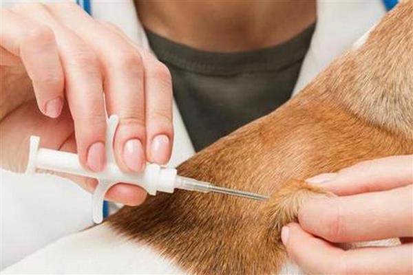 犬蜂窝织炎的发生原因，局部皮肤、皮下组织挫伤后感染细菌所引起