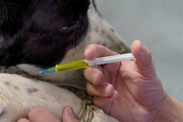 犬蜂窝织炎的发生原因，局部皮肤、皮下组织挫伤后感染细菌所引起