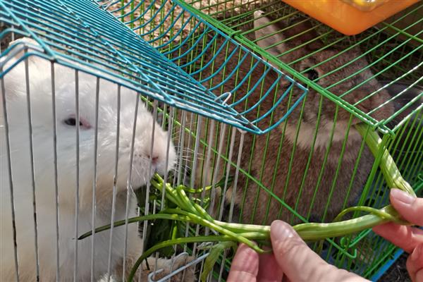冬季给兔子保暖的方法，增喂能量饲料可增加兔子的热量
