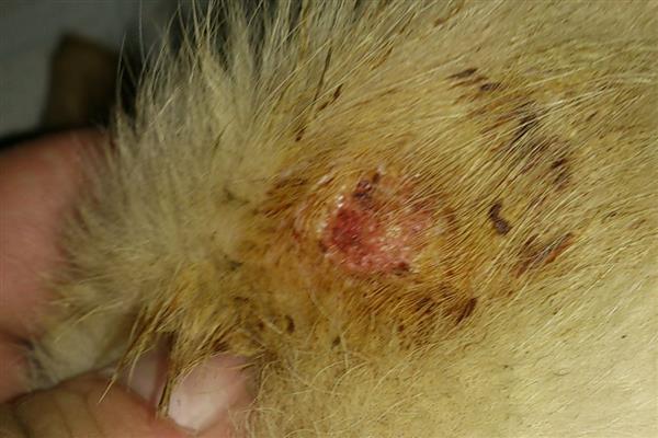 犬蜂窝织炎的发生原因，局部皮肤、皮下组织挫伤后感染细菌所引起