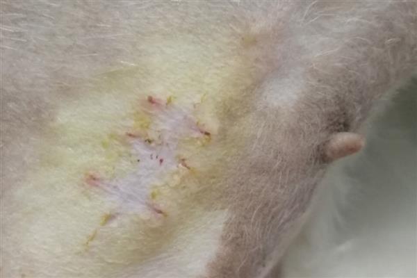 犬蜂窝织炎的发生原因，局部皮肤、皮下组织挫伤后感染细菌所引起
