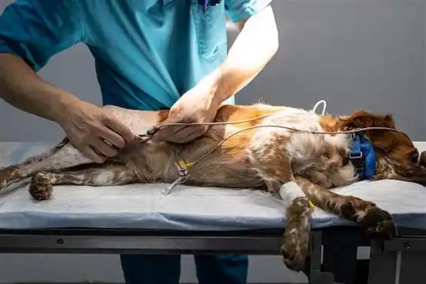 犬蜂窝织炎的发生原因，局部皮肤、皮下组织挫伤后感染细菌所引起