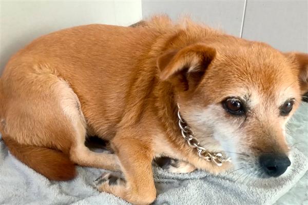 犬蜂窝织炎的发生原因，局部皮肤、皮下组织挫伤后感染细菌所引起