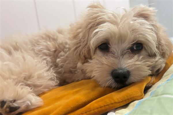 犬蜂窝织炎的发生原因，局部皮肤、皮下组织挫伤后感染细菌所引起