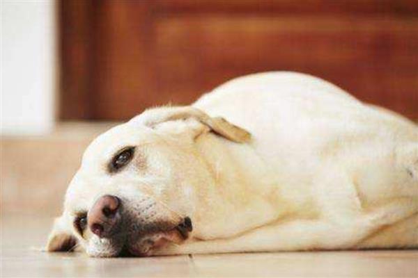 犬蜂窝织炎的发生原因，局部皮肤、皮下组织挫伤后感染细菌所引起