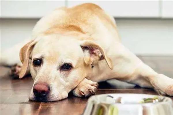 犬蜂窝织炎的发生原因，局部皮肤、皮下组织挫伤后感染细菌所引起