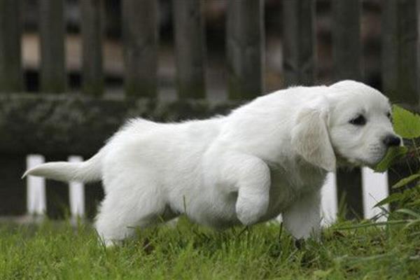 犬蜂窝织炎的发生原因，局部皮肤、皮下组织挫伤后感染细菌所引起