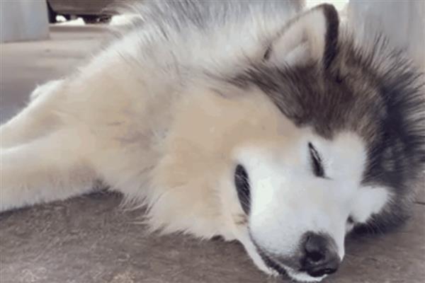 犬蜂窝织炎的发生原因，局部皮肤、皮下组织挫伤后感染细菌所引起